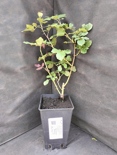 Роза плетистая Вестерленд